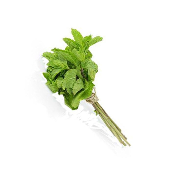 Menta atado