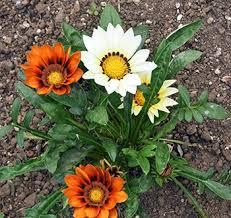 Gazania
