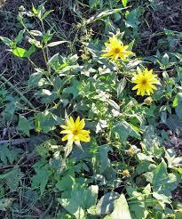 Topinambur planta
