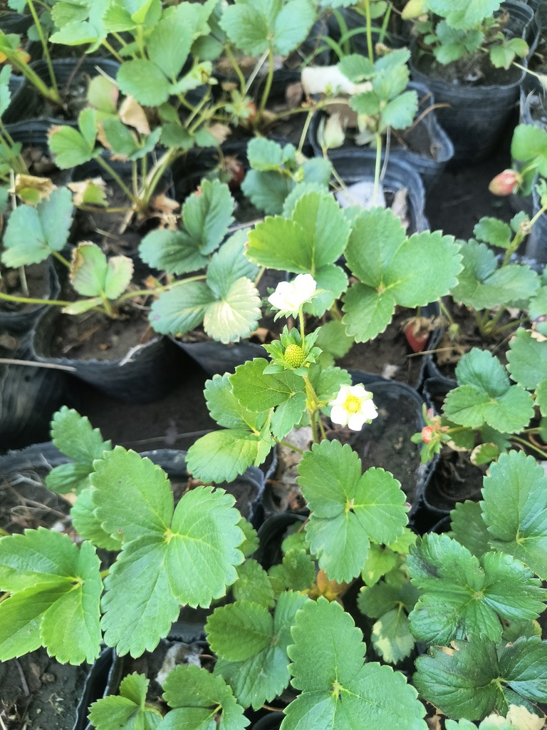 Frutilla plantin