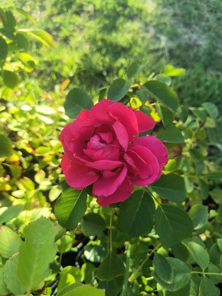 Rosa trep plantin