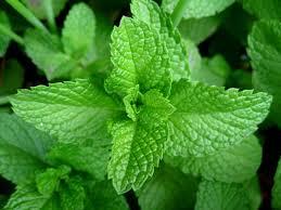 Menta plantin