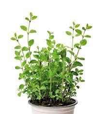Orégano plantin