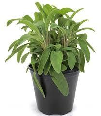 Salvia plantin