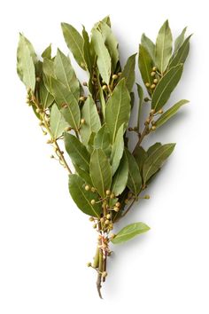 Laurel Atado