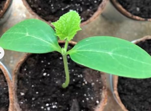 Calabaza para Mate Plantin 1u - Huerta