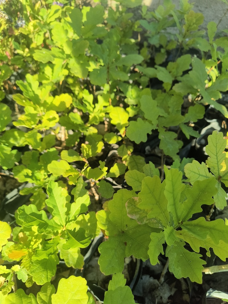 Roble Plantin (chico)