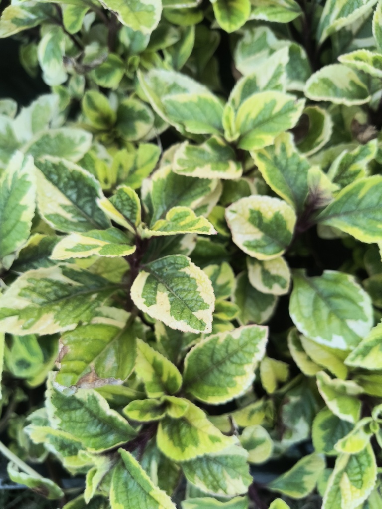 Dolar Variegado Plantin