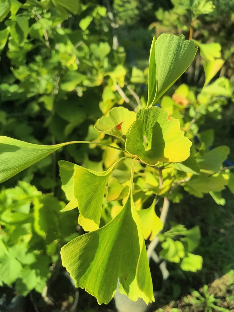 Gingko Biloba árbol Plantin