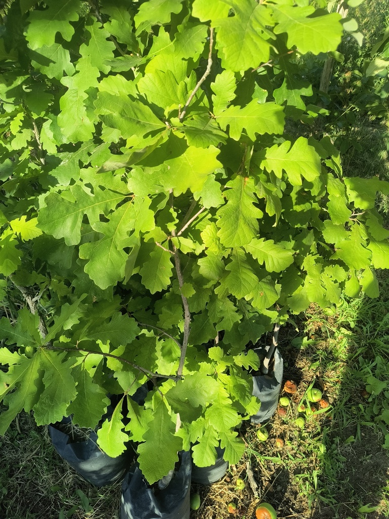 Roble mediano +de 1mt árbol Plantin