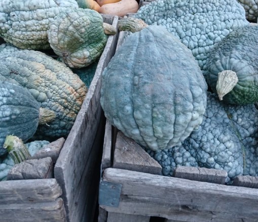 Zapallo Criolllo (precio por 2kg)