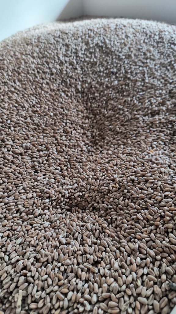 Molienda Semanal Harina de Trigo integral 1kg