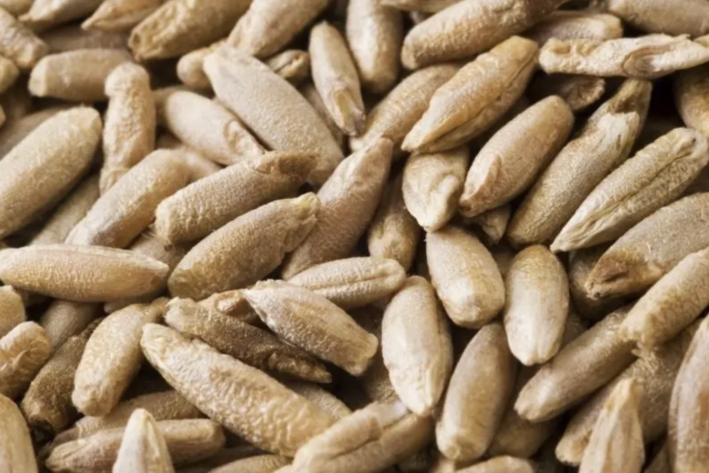 Centeno Agroecologico No OGM 1kg