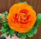 Marimonia