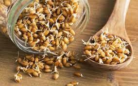 Trigo entero (brotes) 1kg