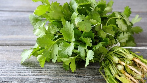 Cilantro atado