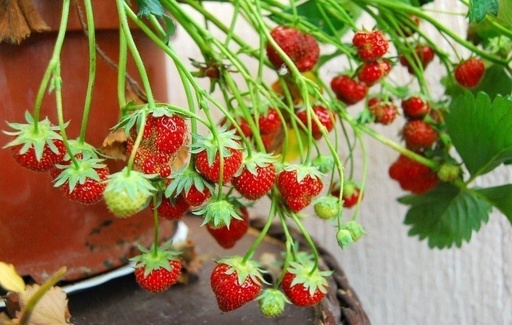 Frutilla plantin
