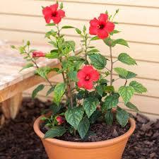 Rosa trep plantin
