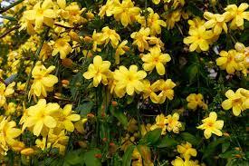Jazmín amarillo plantin
