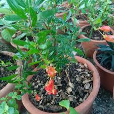 Granada de Jardín plantin