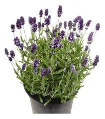 Lavanda Plantin