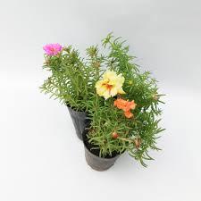 Portulaca unidad