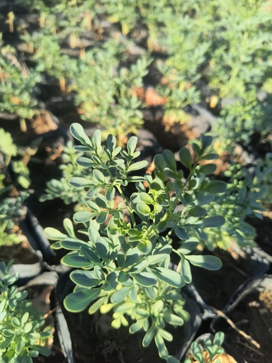 Ruda Plantin (Hoja fina)