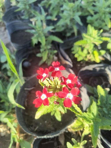 Verbena Plantin