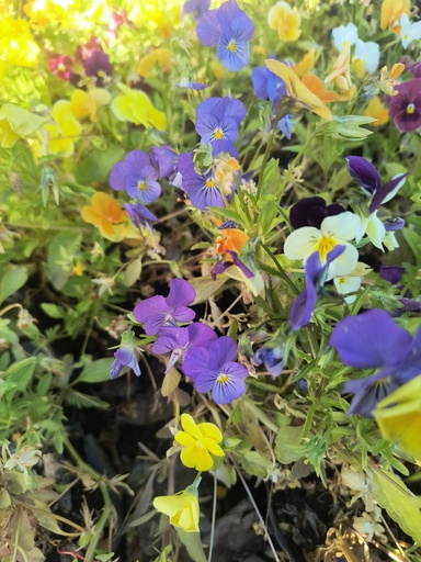 Viola Plantin