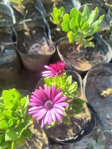 Dimorphoteca Plantin