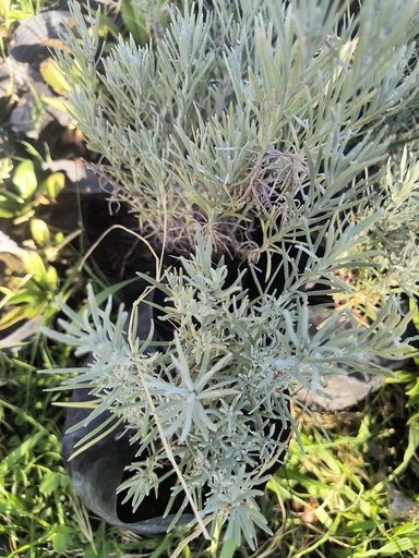 Curry falso Helichrysum italicum Plantin