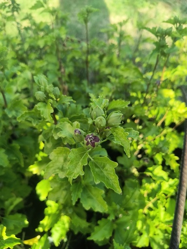 Hibiscus syruacus doble violeta árbol Plantin