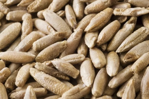 Centeno Agroecologico No OGM 1kg